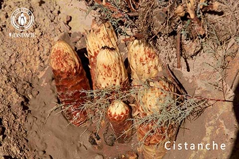 cistanche tubulosa (2)