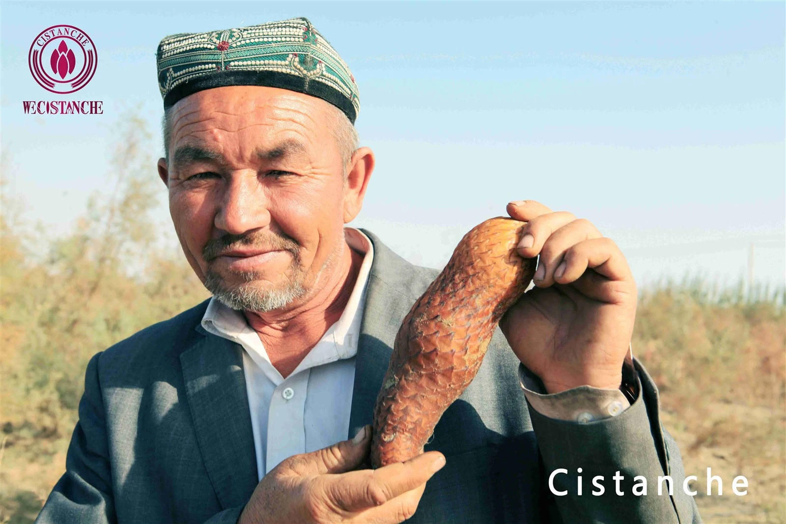 cistanche tubulosa for improving energy levels cistanche tubulosa for improving energy levels