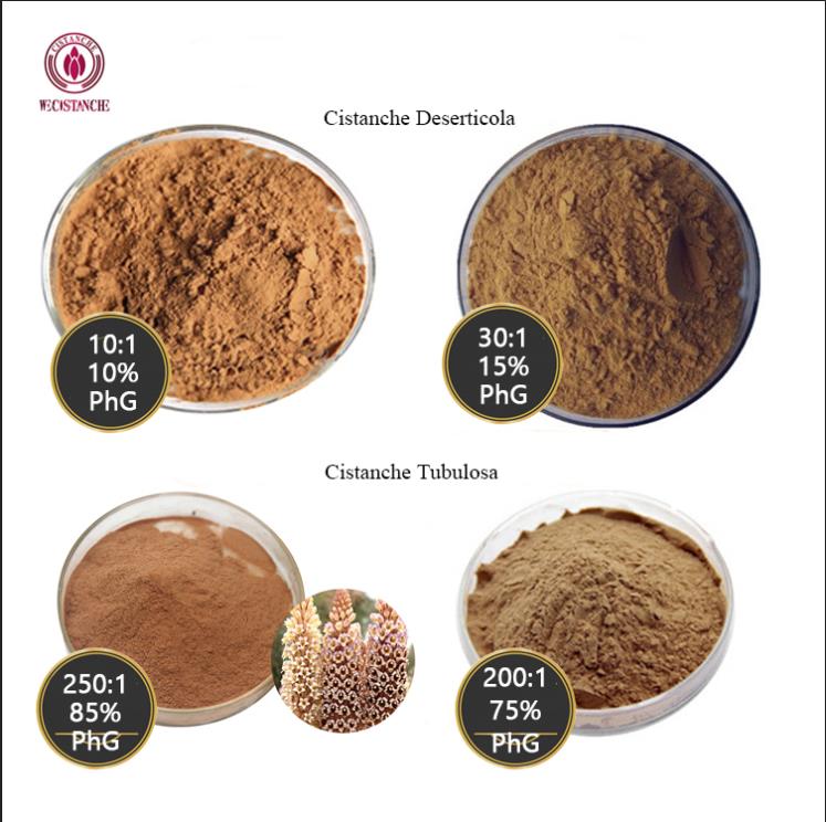 catalog cistanche
