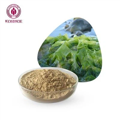 Polvo de extracto de algas marinas