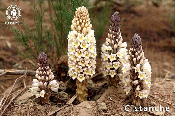 Cistanche Tubulosa Materiales Cistanche Raíz Cistanche Tallo Cistanche Extracto