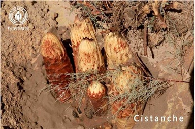 Beneficio de Cistanche Efectos de Cistanche Efectos secundarios de Cistanche Uso de Cistanche Dosis de Cistanche