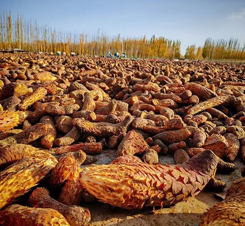 Abundant harvest of Cistanche deserticola 5 Abundant harvest of Cistanche deserticola 5