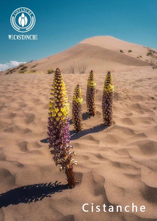 desert ginseng 4 desert ginseng 4