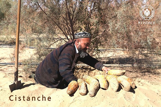 Harvest of Cistanche deserticola Harvest of Cistanche deserticola