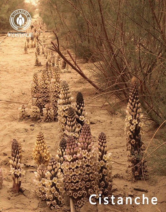 Cistanche deserticola florescence 3 Cistanche deserticola florescence 3