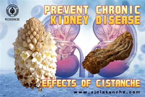 effect of cistanche effect of cistanche