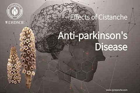 Cistanche has a function of Anti-Parkinsons Disease 2 Cistanche has a function of Anti-Parkinsons Disease 2