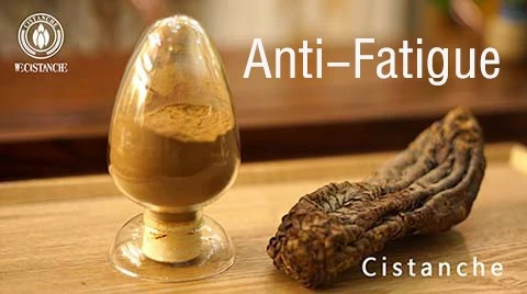 Cistanche tubulosa-Anti Fatigue Cistanche tubulosa-Anti Fatigue